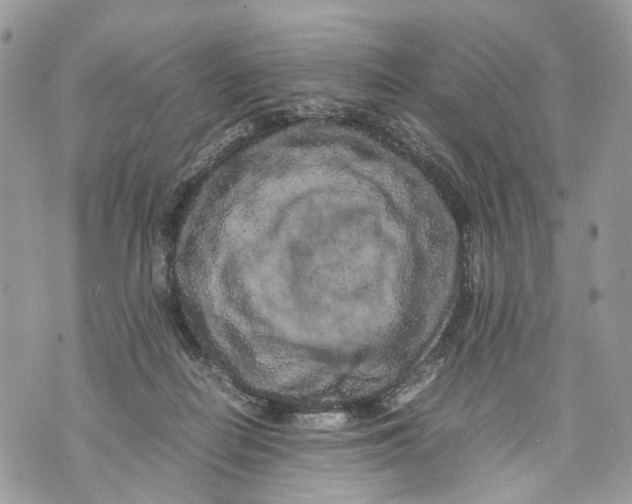 X0000070190266200606161558