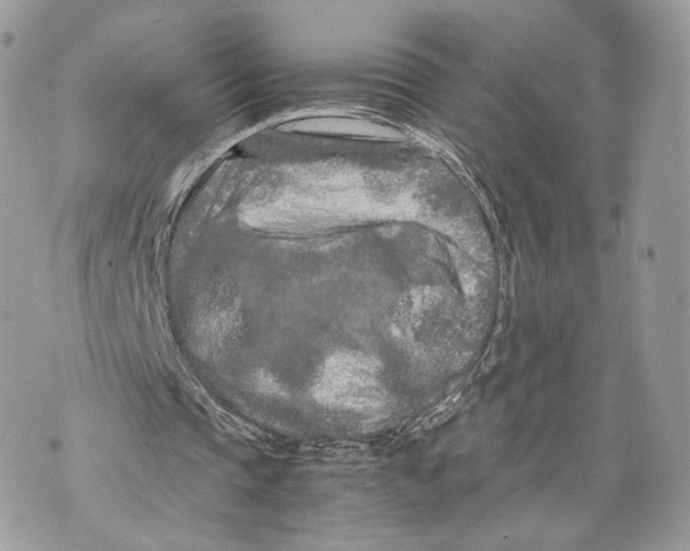 X0000070190337200606161556