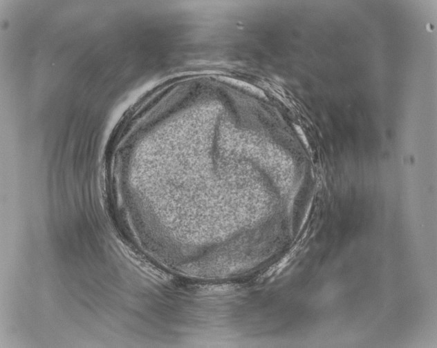 X0000070190342200606161556