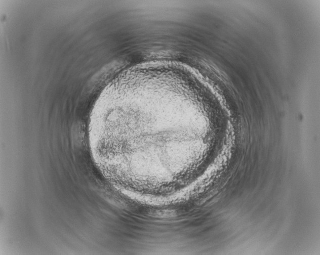 X0000070190361200606161557