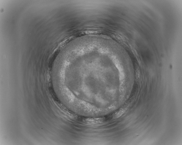 X0000070190367200606161557