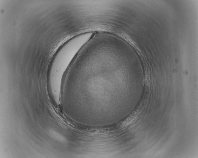 X0000070190434200606161555