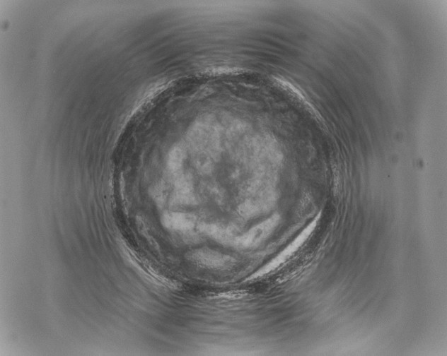 X0000070190447200606161555