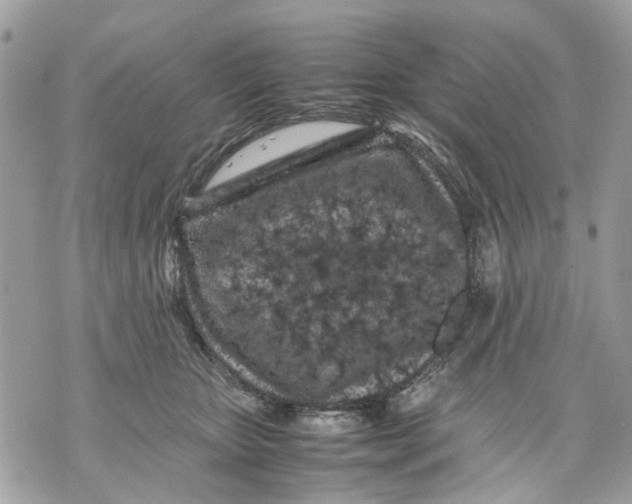 X0000070190467200606161555