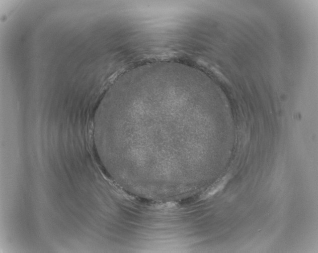 X0000070190576200606161554