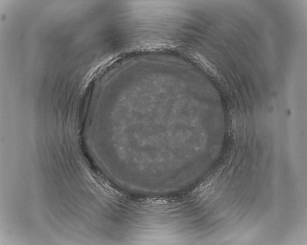 X0000070190640200606161552