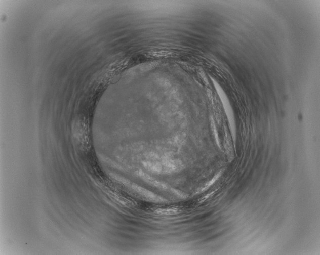 X0000070190653200606161552