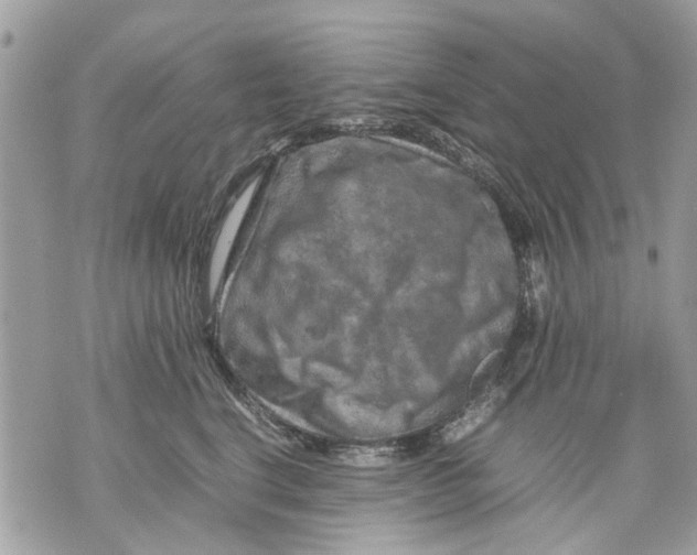 X0000070190664200606161552