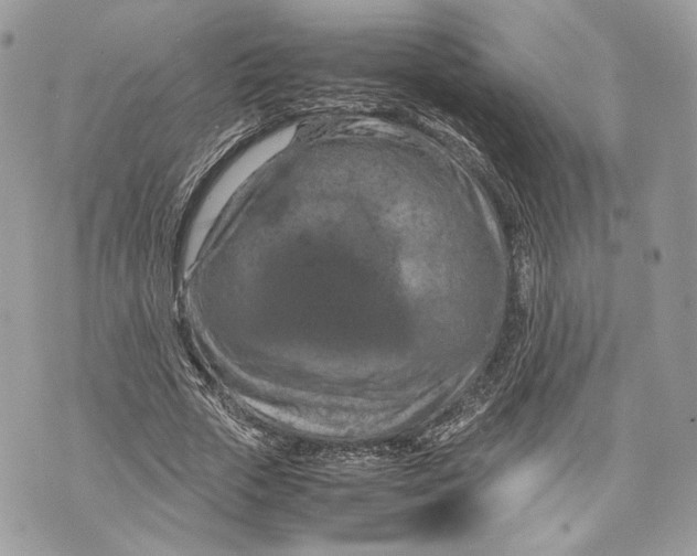 X0000070190729200606161550