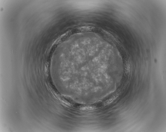 X0000070190759200606161551