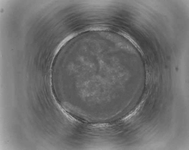 X0000070190853200606161549