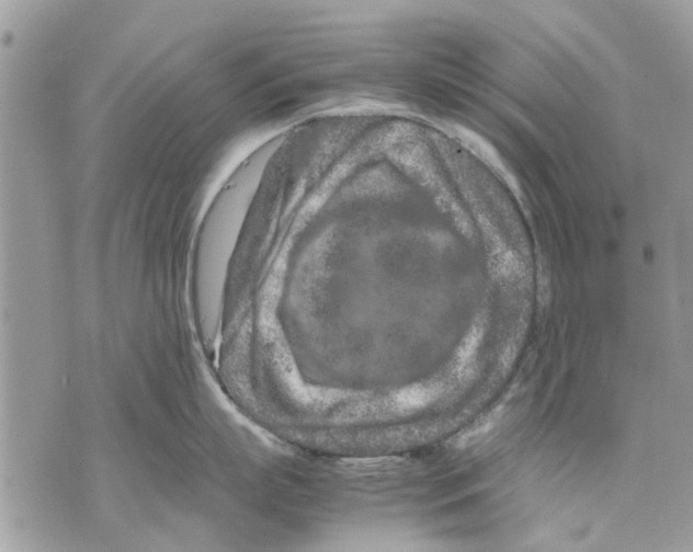 X0000070190863200606161549