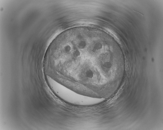 X0000070190899200606161548