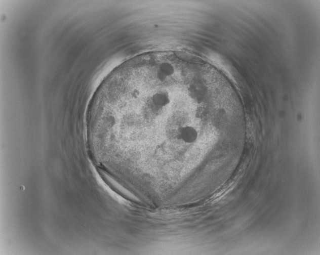 X0000070191095200606161544