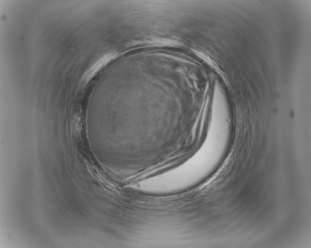 X0000070191163200606161543