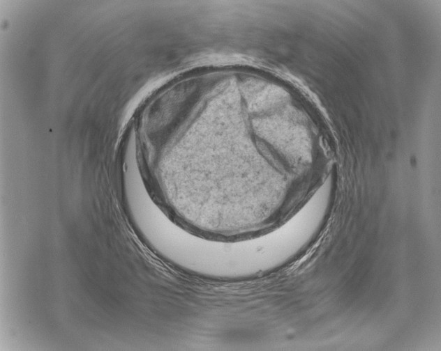 X0000070191175200606161543