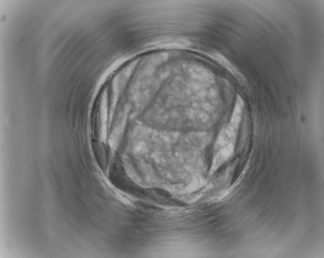 X0000070191240200606161542