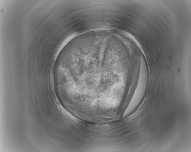 X0000070191243200606161542