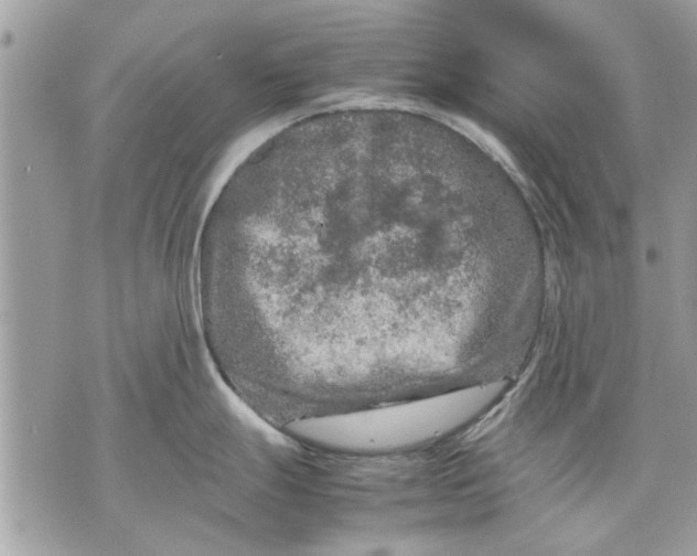 X0000070191247200606161543