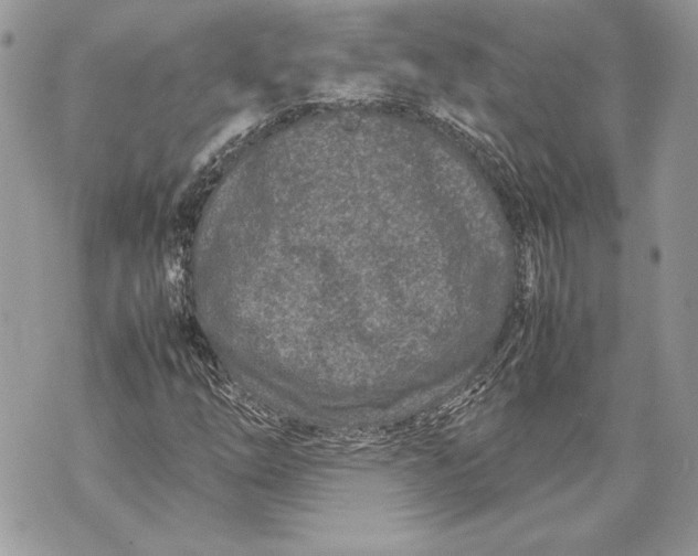 X0000070191254200606161542