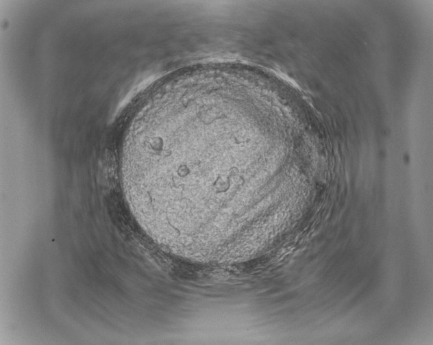 X0000070191255200606161542