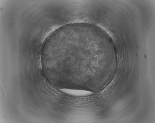 X0000070191262200606161542