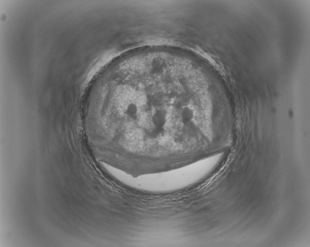 X0000070191263200606161542