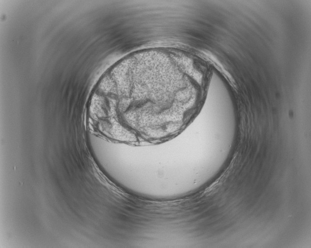 X0000070191276200606161541