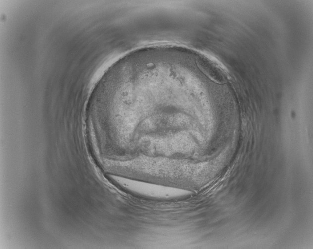 X0000070191279200606161541