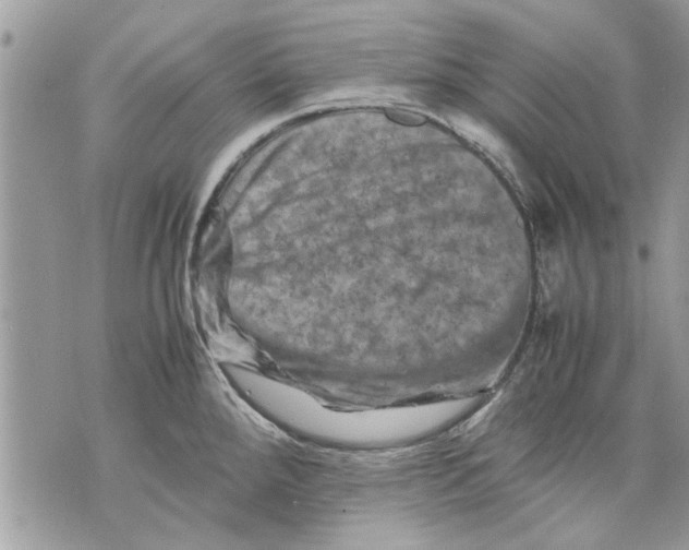 X0000070191288200606161541