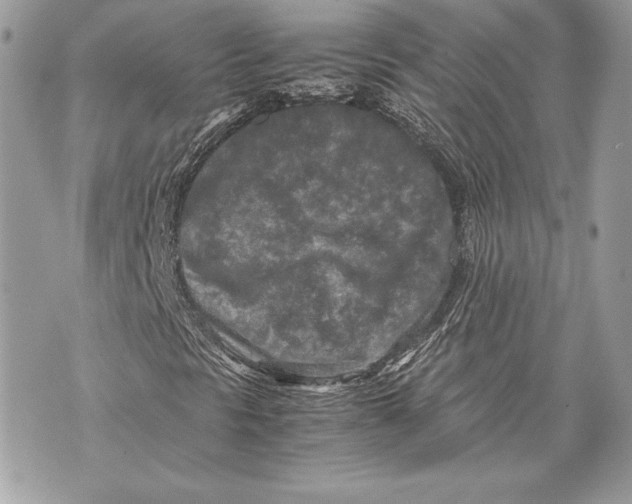 X0000070191297200606161540