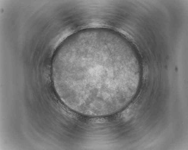 X0000070191314200606161541