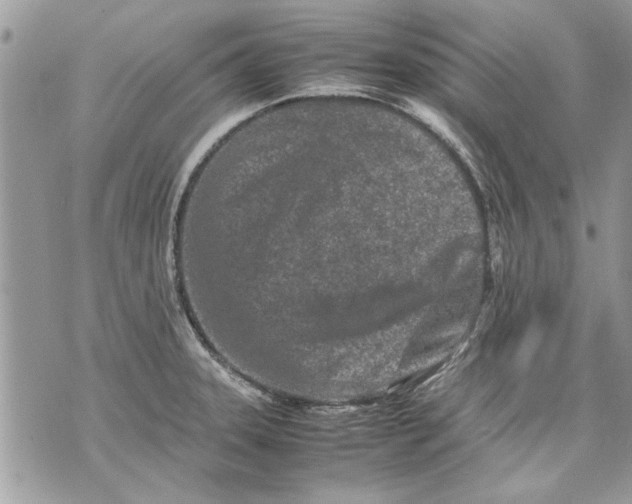 X0000070191331200606161541