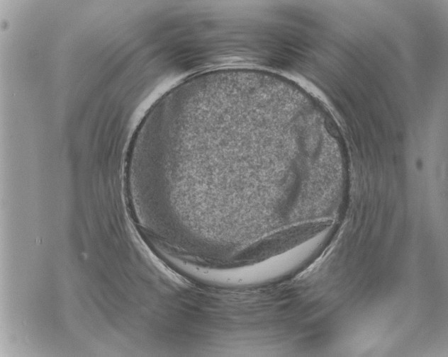 X0000070191333200606161541