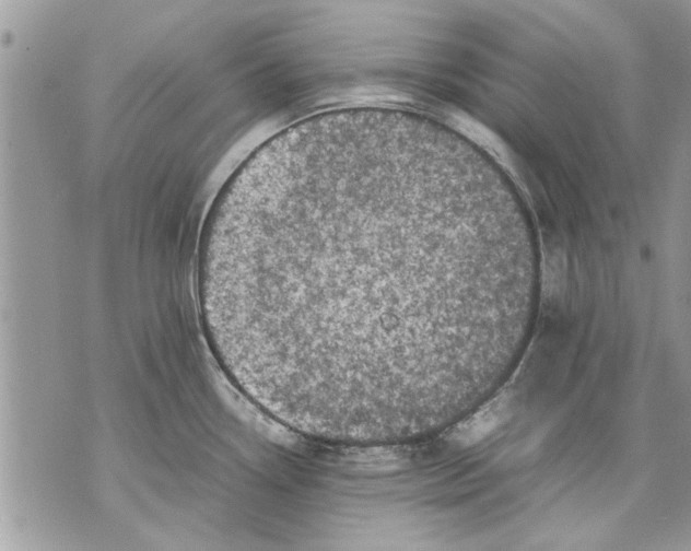 X0000070191338200606161541