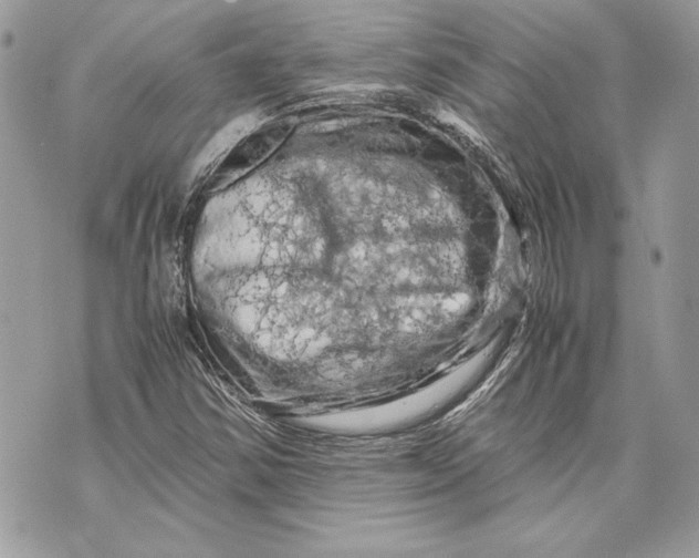 X0000070191354200606161540