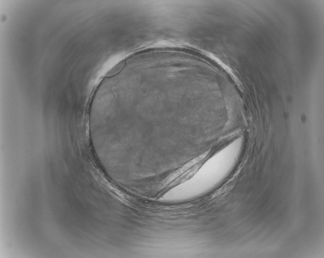 X0000070191367200606161540