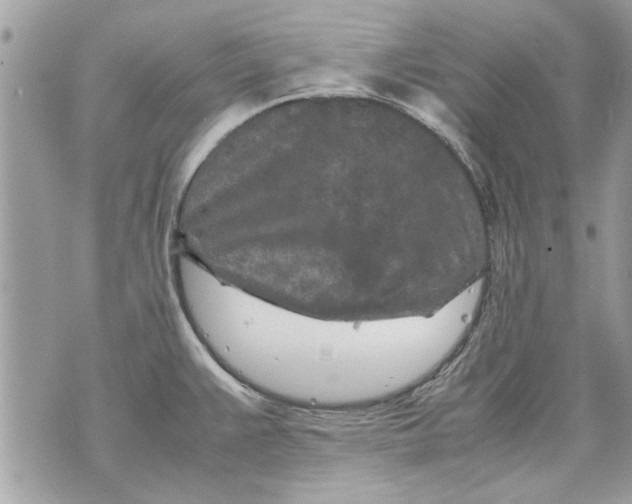 X0000070191383200606161540