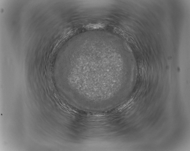 X0000070191393200606161539