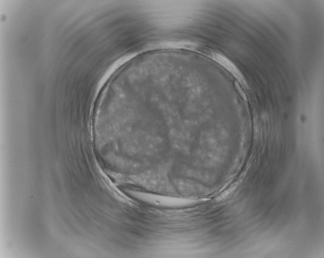 X0000070191436200606161539