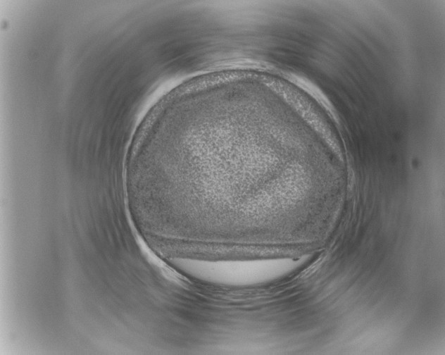 X0000070191439200606161539