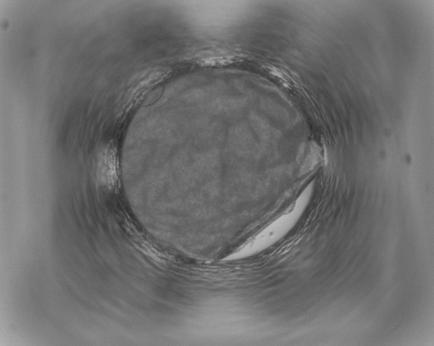 X0000070191444200606161539