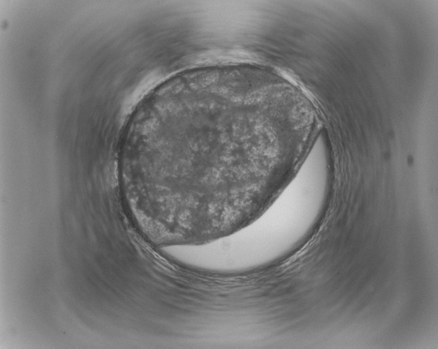 X0000070191459200606161538