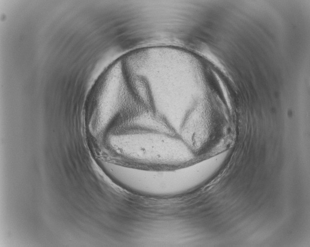 X0000070191468200606161538