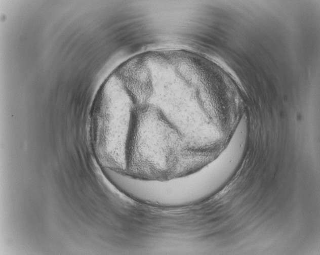 X0000070191484200606161538