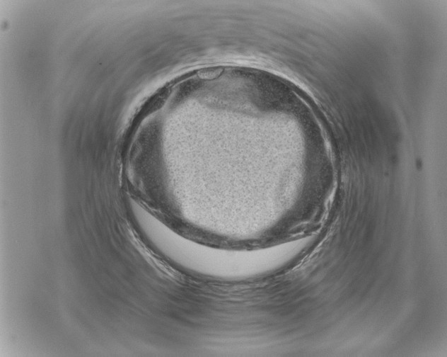 X0000070191507200606161537