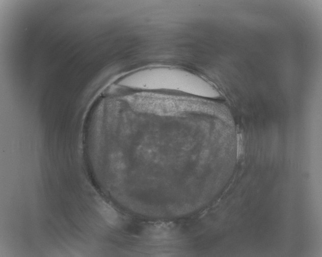 X0000070190243200606232020