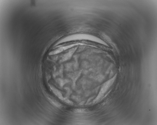 X0000070190250200606232020