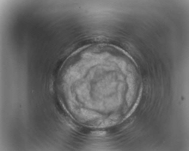 X0000070190266200606232020