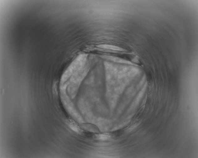 X0000070190286200606232021